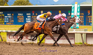 Dashining Don – Patti Tubbs-tumb